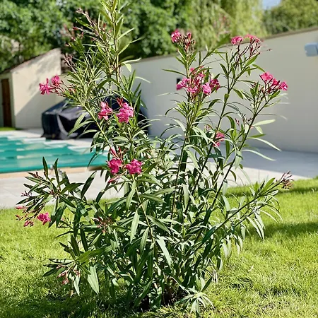 La Folie De Villa